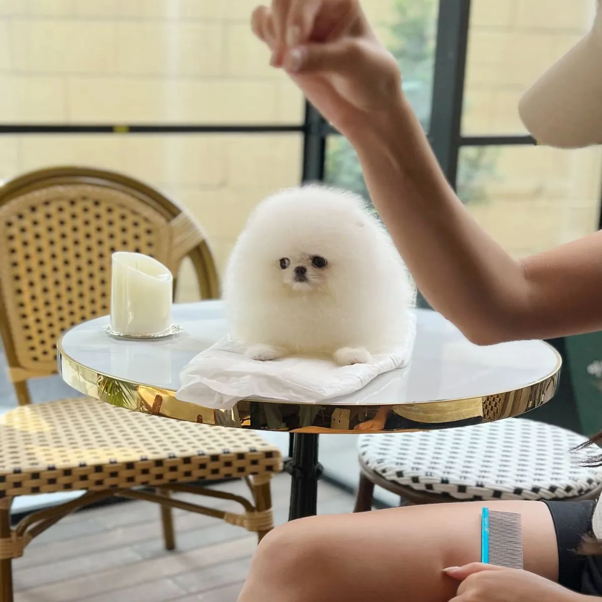 🐶❤️ Очаровательный Пухлый Щенок Померанца – Нео