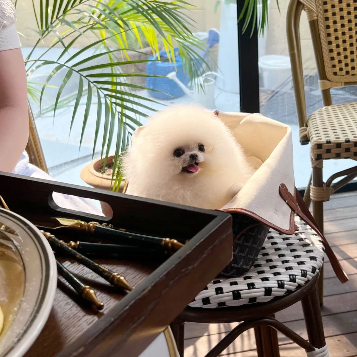 🐶❤️ Очаровательный Пухлый Щенок Померанца – Нео