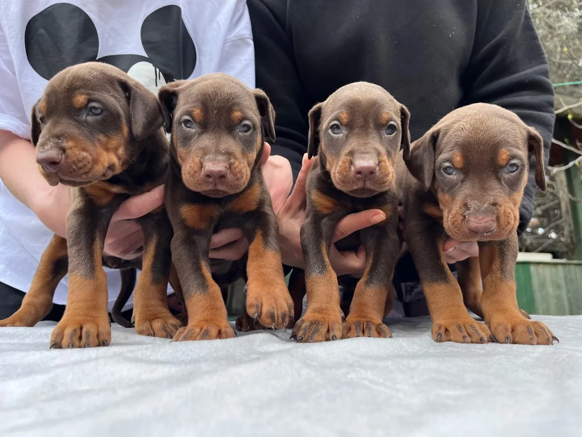 Show düzey kızıl doberman yavrular 