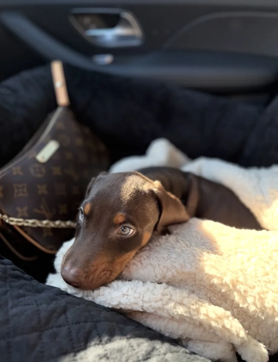 Show düzey kızıl doberman yavrular 