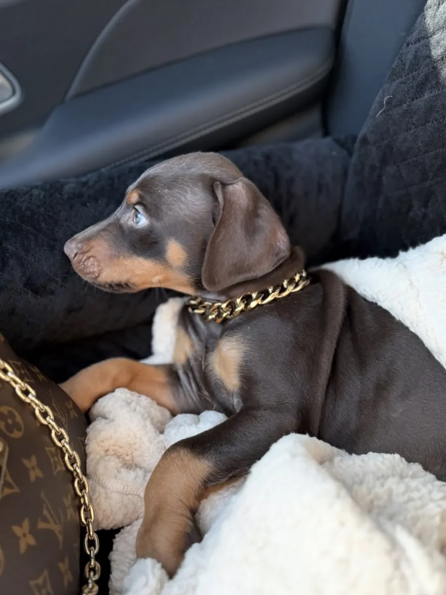 Show düzey kızıl doberman yavrular 