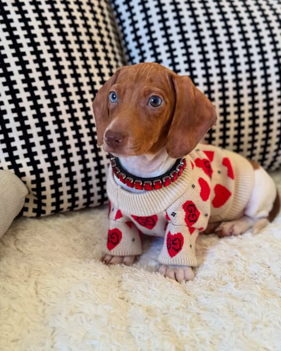 Dachshund Yavruları (erkekler ve dişiler)