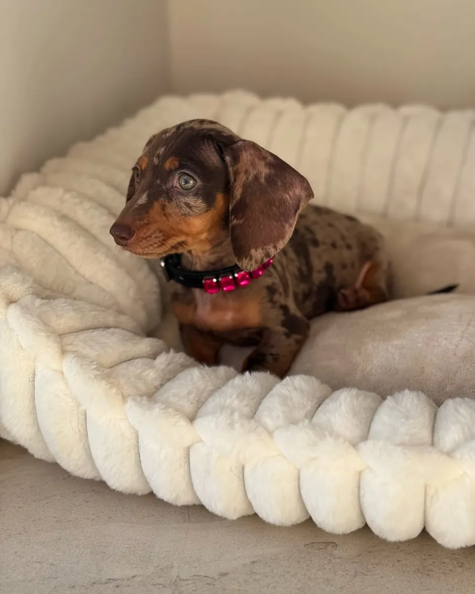 Dachshund Yavruları (erkekler ve dişiler)