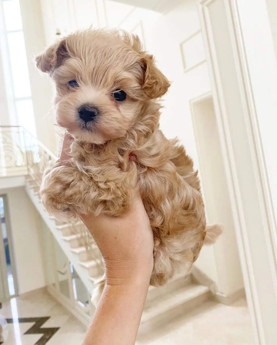 Супер милые щенки Maltipoo размера "teacup"
