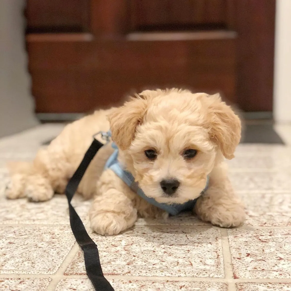 Супер милые щенки Maltipoo размера "teacup"