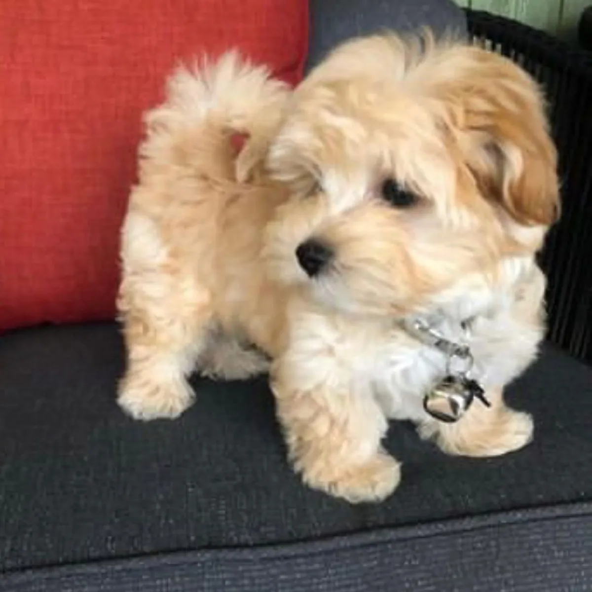 Adorables cachorros Maltipoo