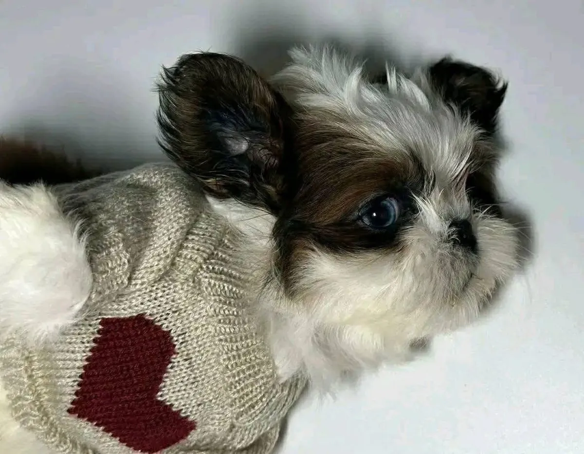 Puppy for adoption 