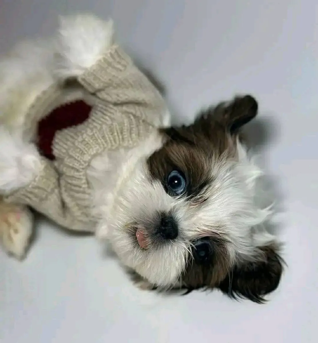 Puppy for adoption 