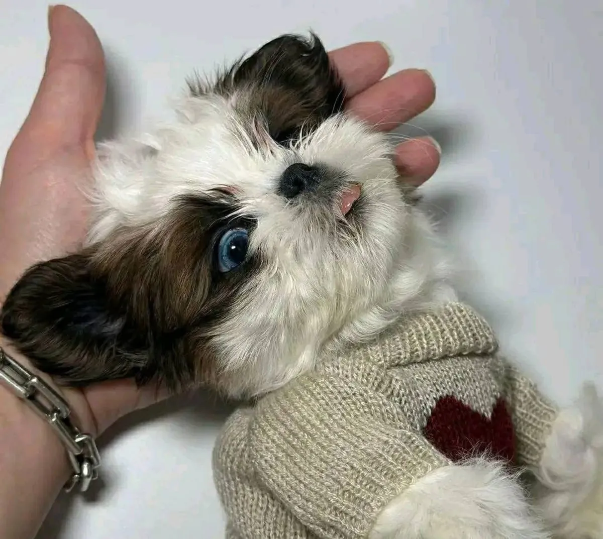 Puppy for adoption 