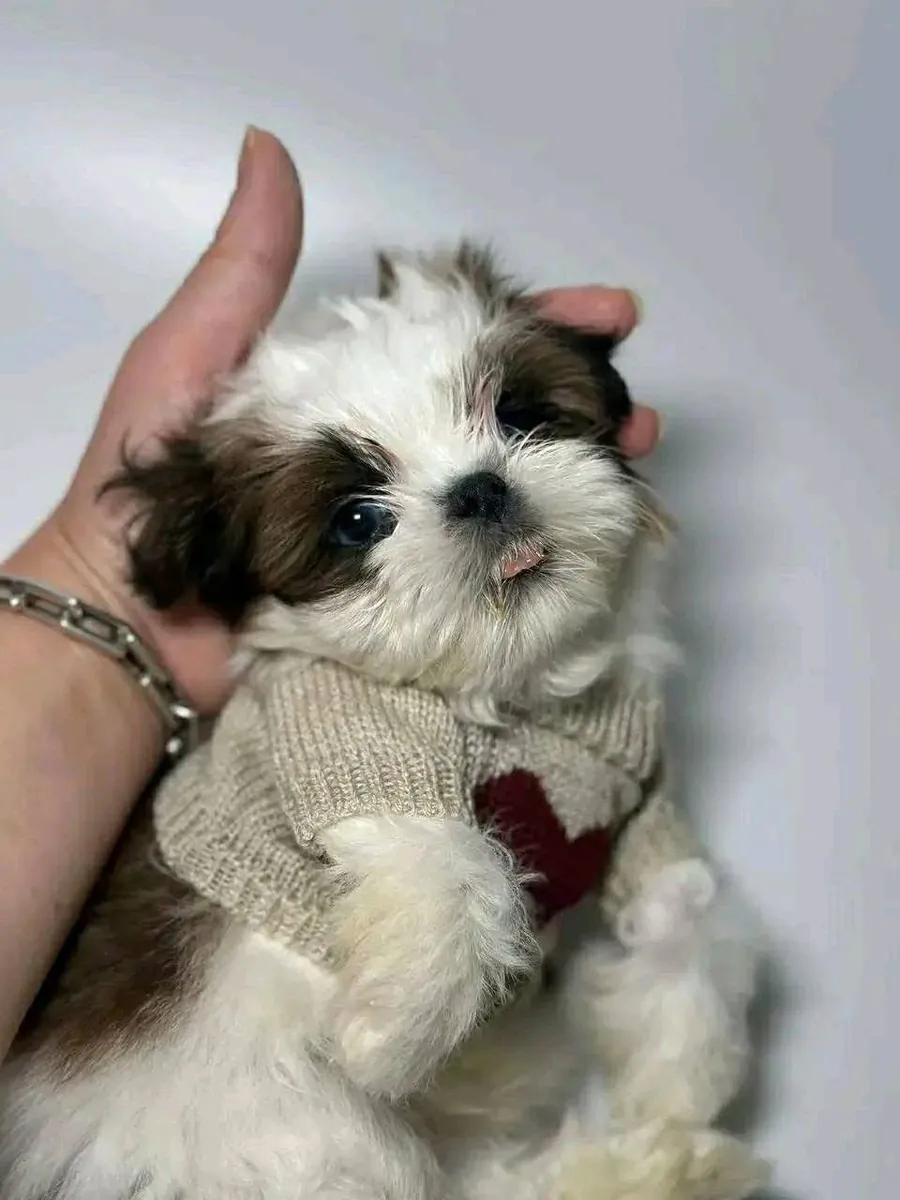 Puppy for adoption 