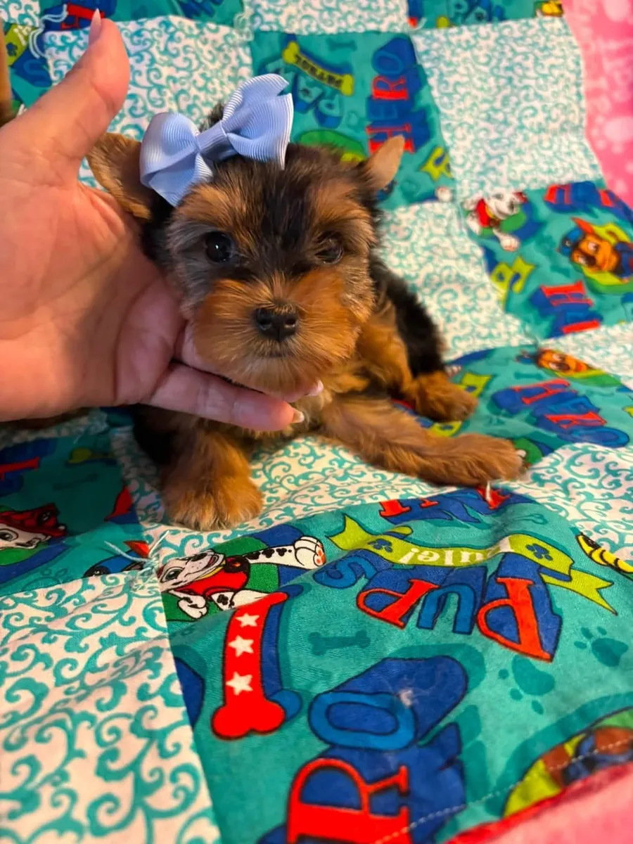 约克夏犬幼犬待领养