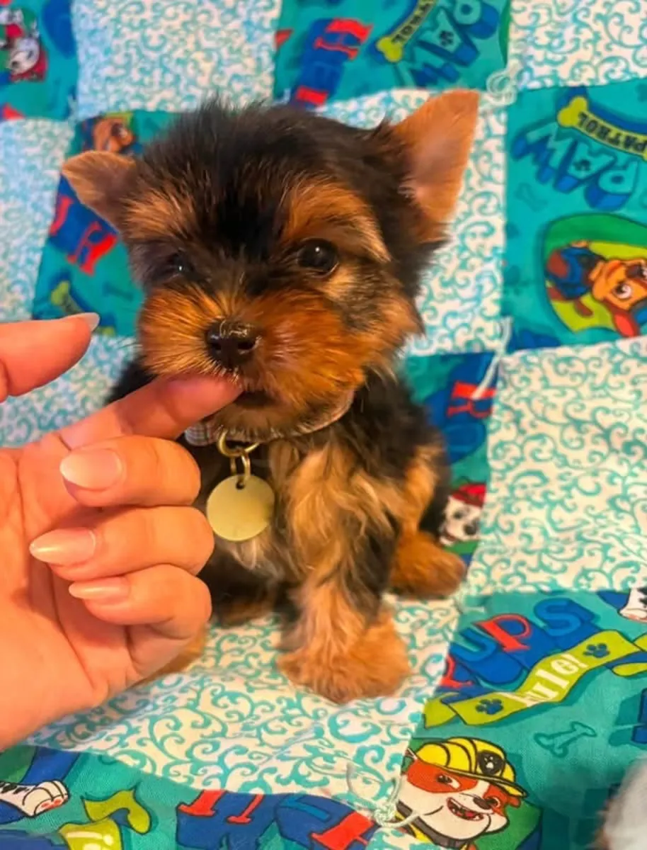 约克夏犬幼犬待领养