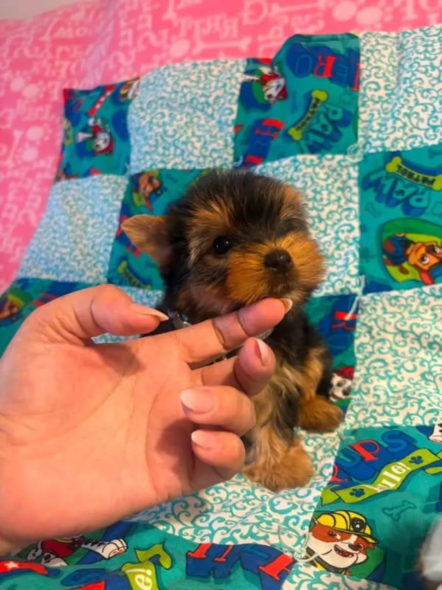 约克夏犬幼犬待领养