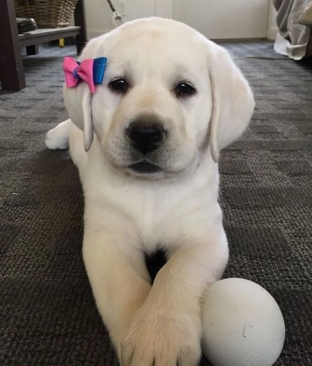 可爱的8周大雄性和雌性拉布拉多幼犬