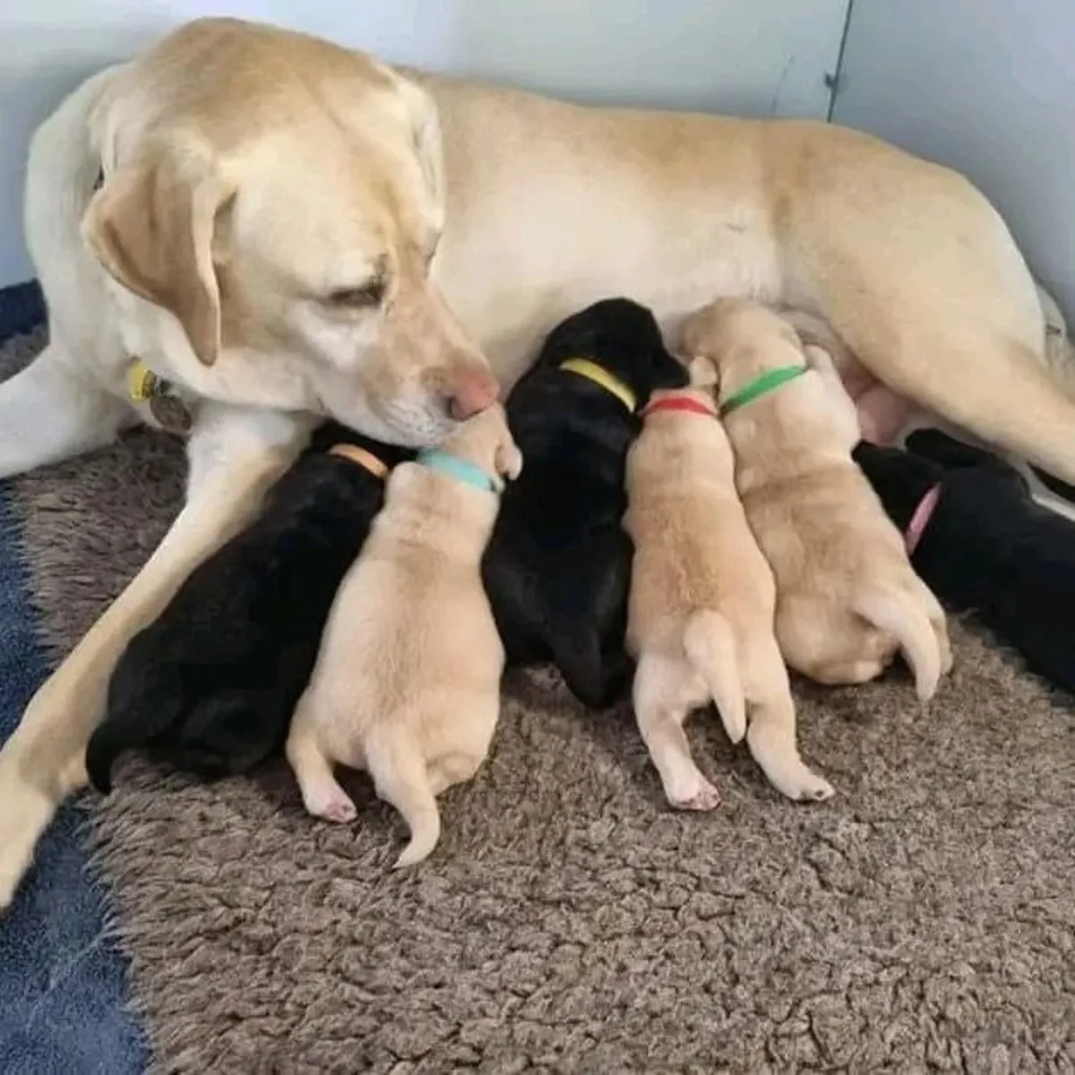 可爱的8周大雄性和雌性拉布拉多幼犬