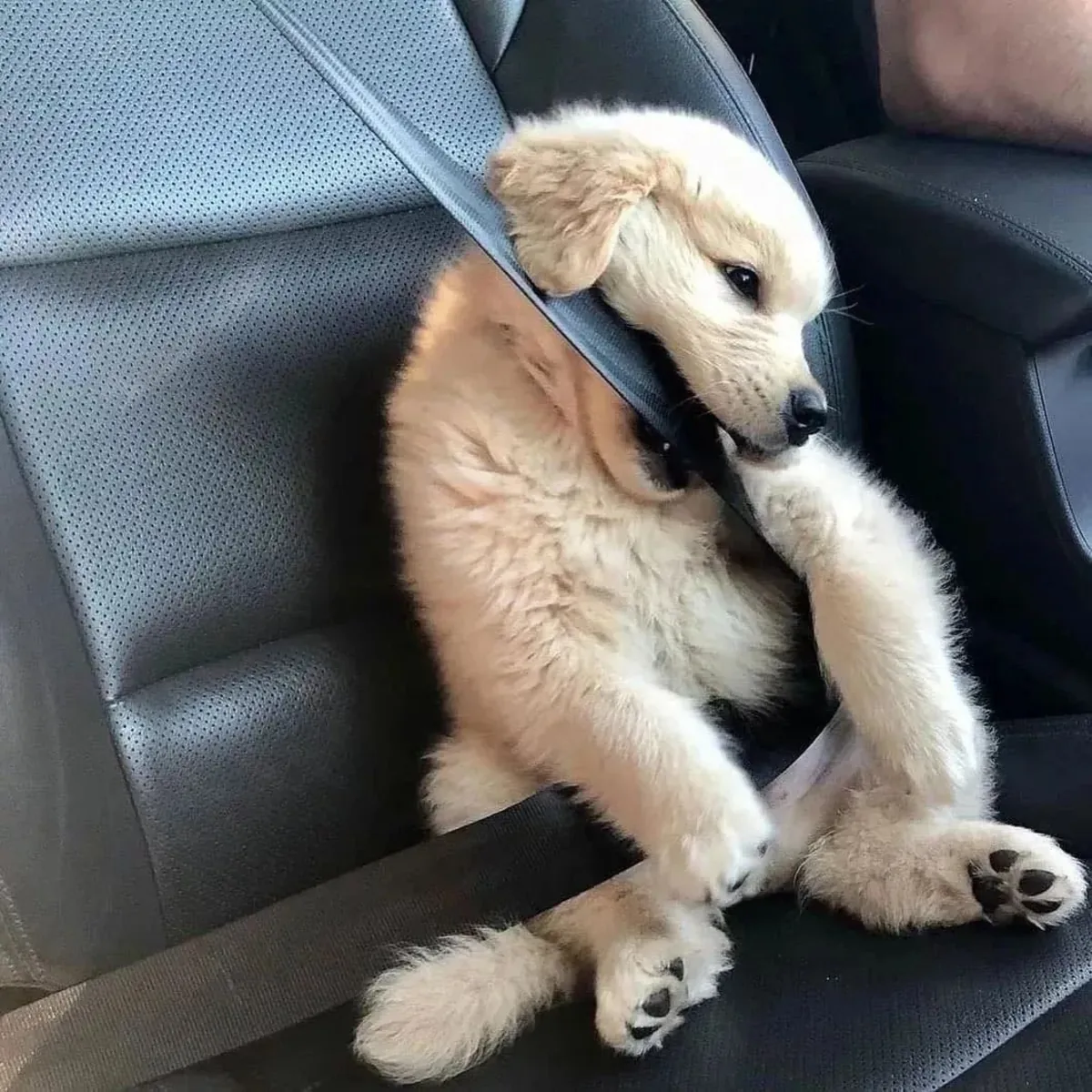 可爱的8周大雄性和雌性拉布拉多幼犬