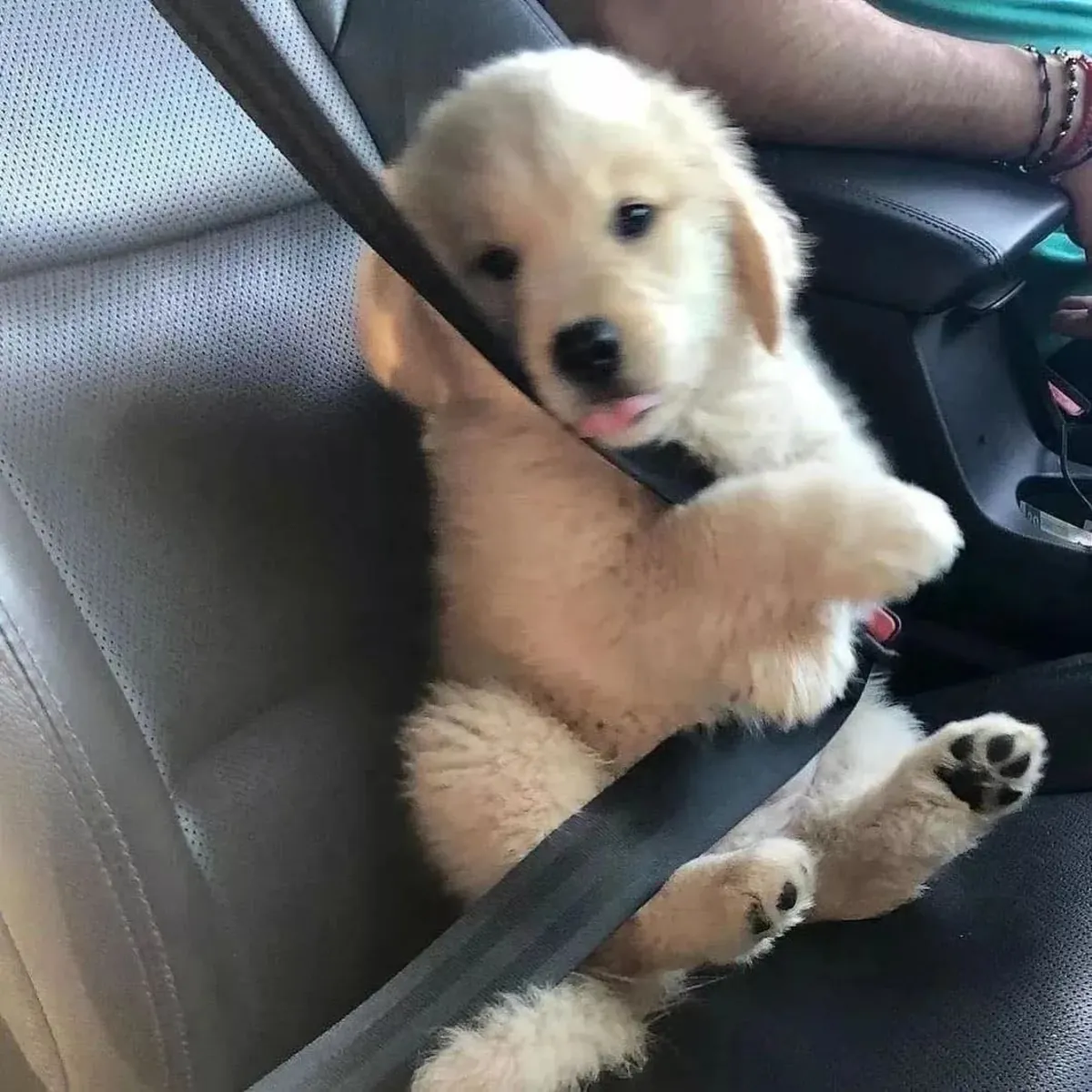 可爱的8周大雄性和雌性拉布拉多幼犬