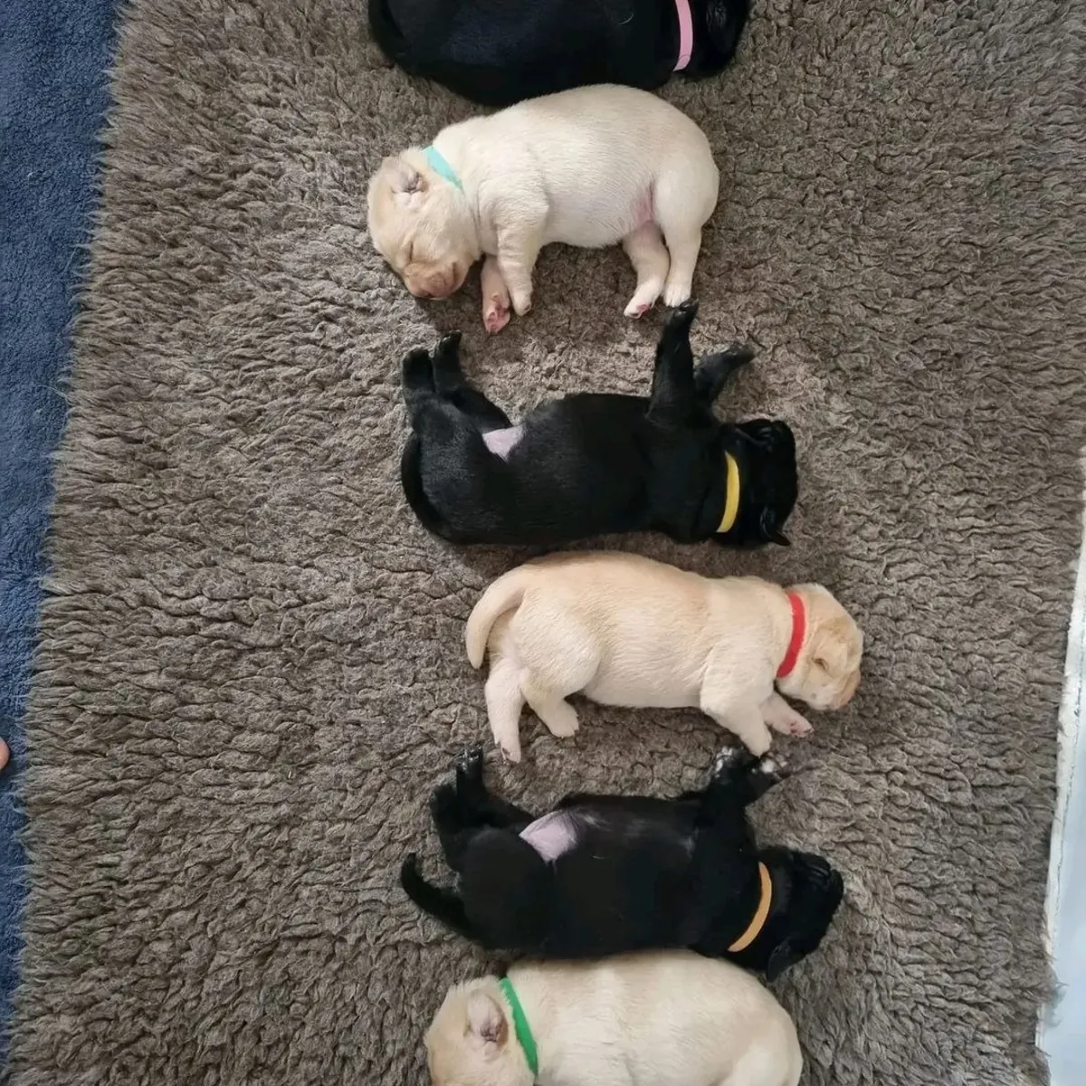 可爱的8周大雄性和雌性拉布拉多幼犬