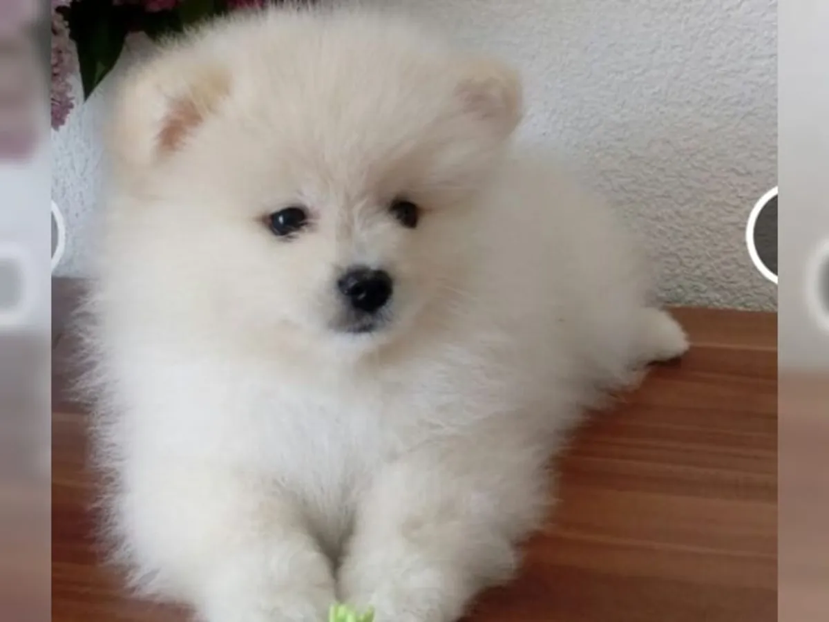 Chiots Pomeranian de qualité