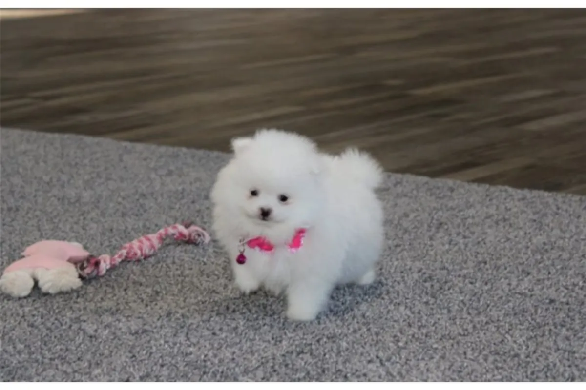 纯种博美犬幼犬。