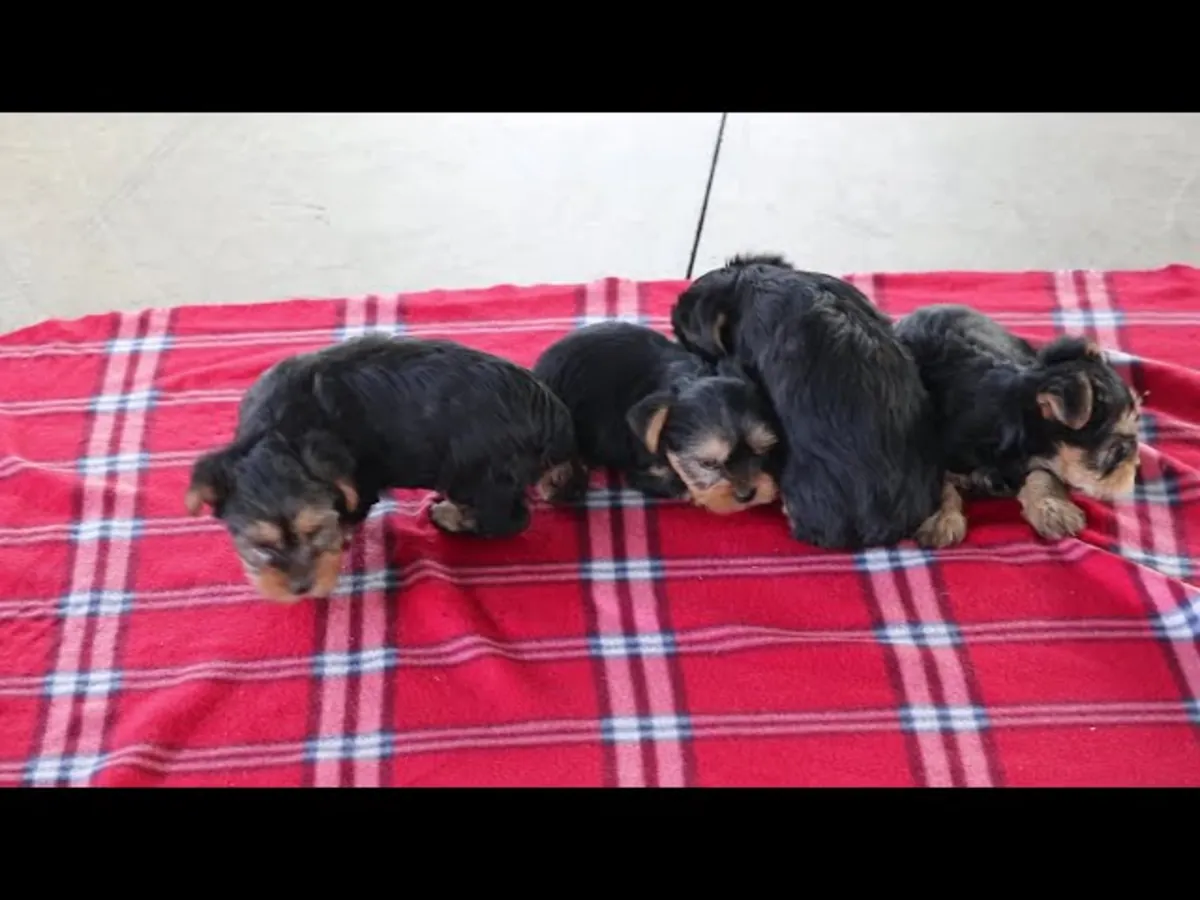 Yorkshire Terrier Yavruları Sevgi Dolu Bir Yuva Arıyor