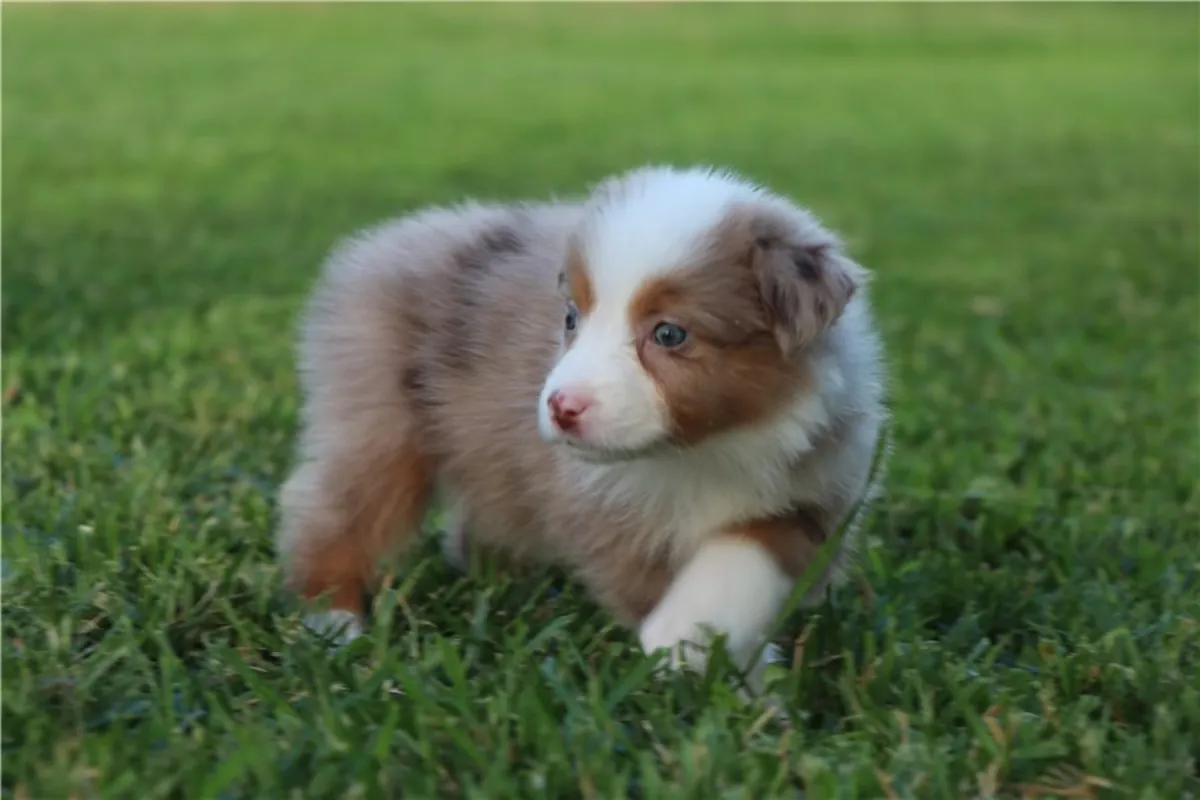Cachorros de pastor australiano de pura raza.