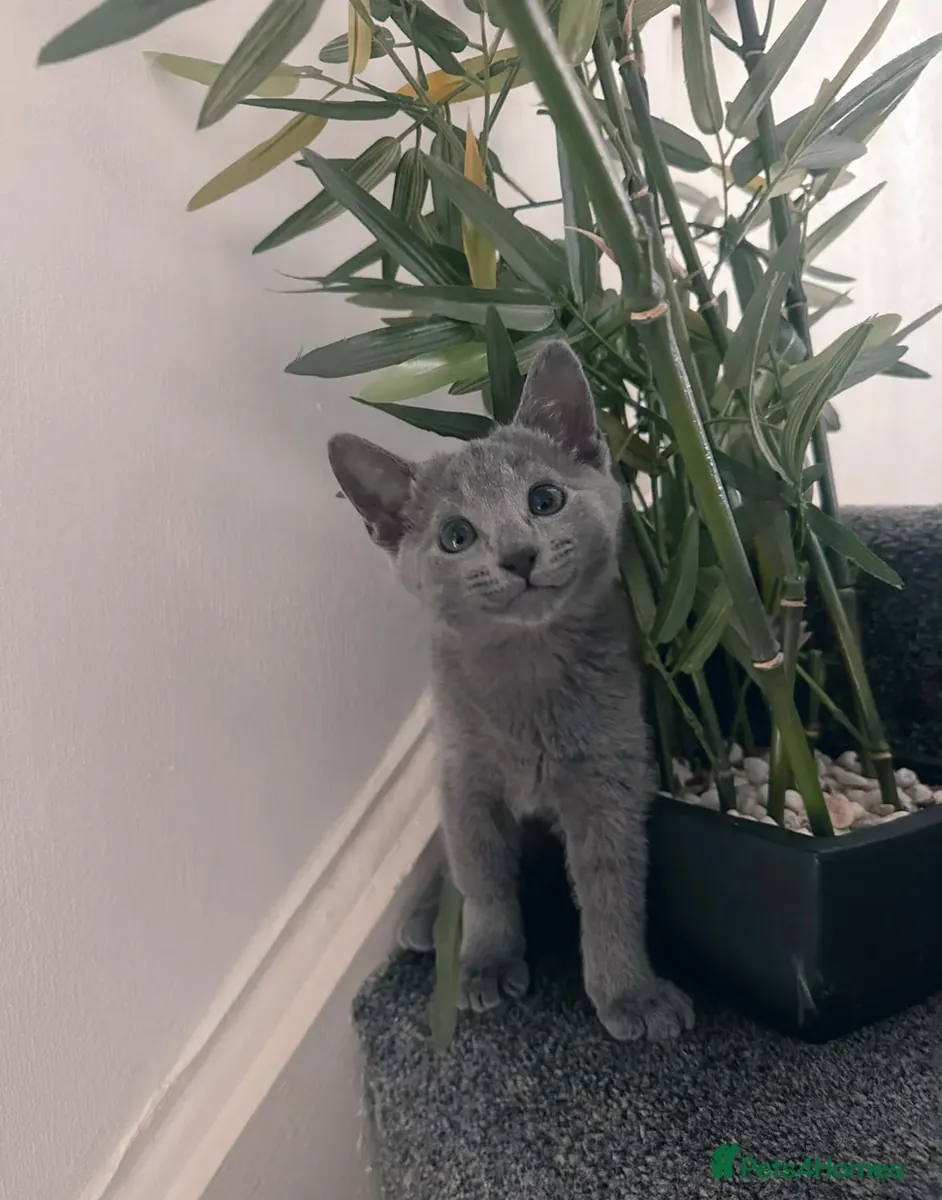 Gatitos Russian Blue en Adopción