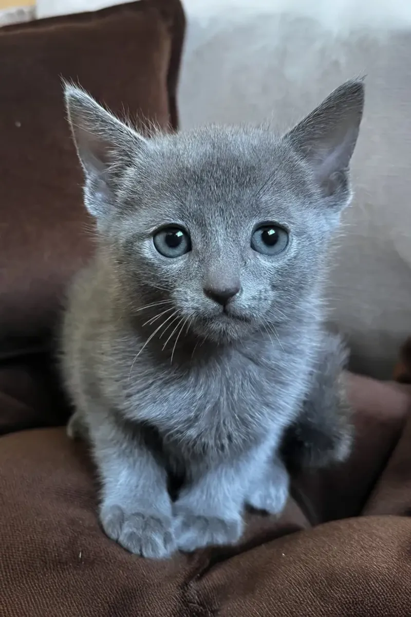 Gatitos Russian Blue en Adopción