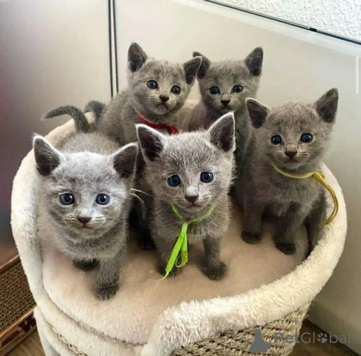 可爱的俄罗斯蓝猫小猫寻找永远的家庭