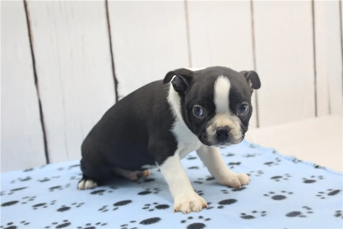 Cachorros de Boston Terrier de pura raza masculino y femenino.