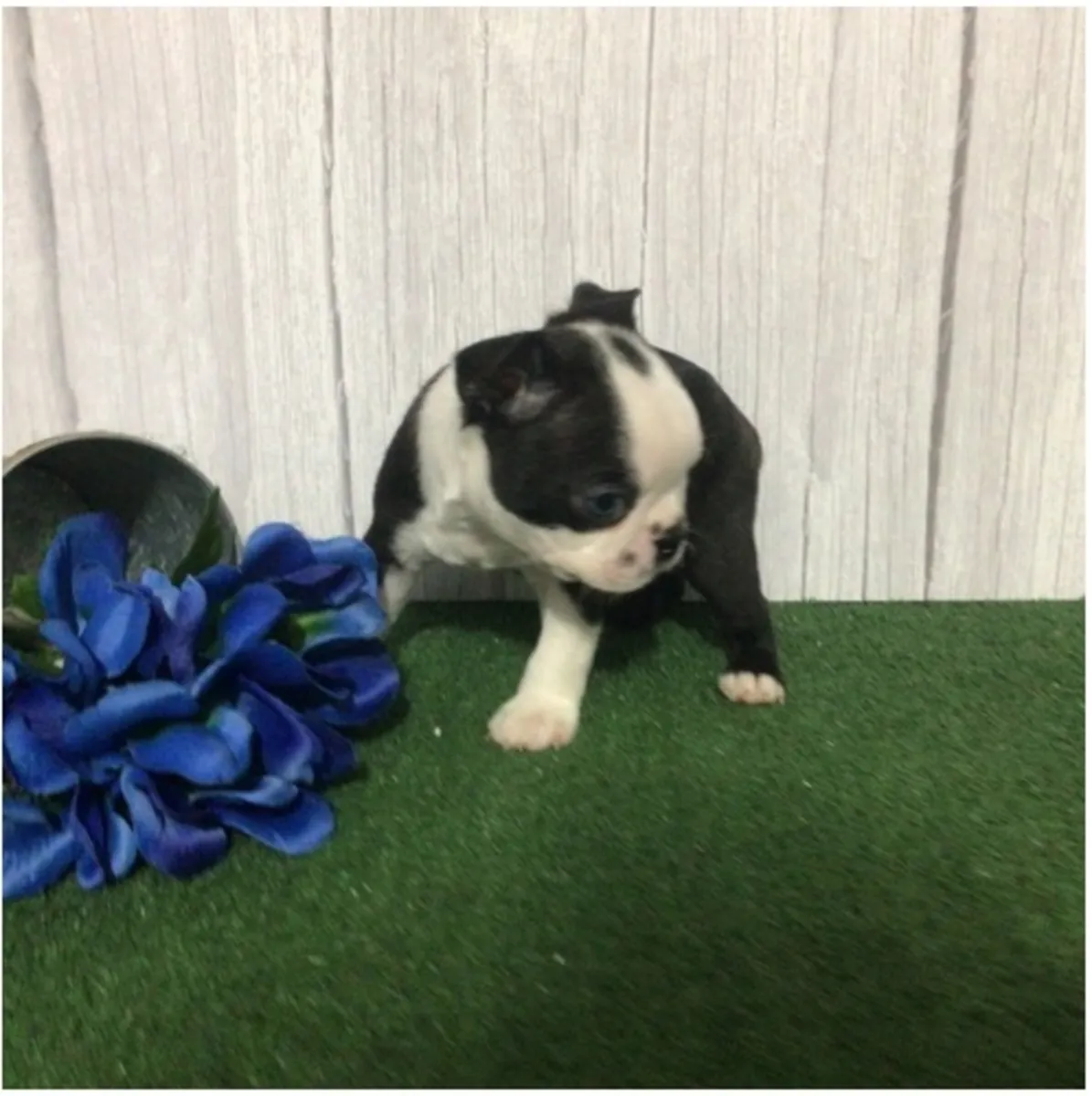 Cachorros de Boston Terrier de pura raza masculino y femenino.