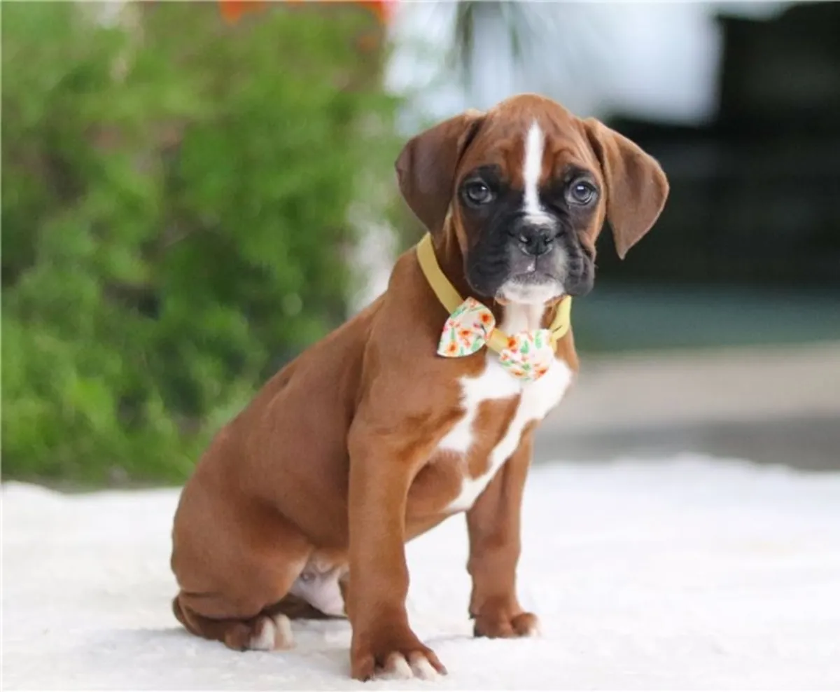 Chiots de boxer de race pure mâles et femelles.