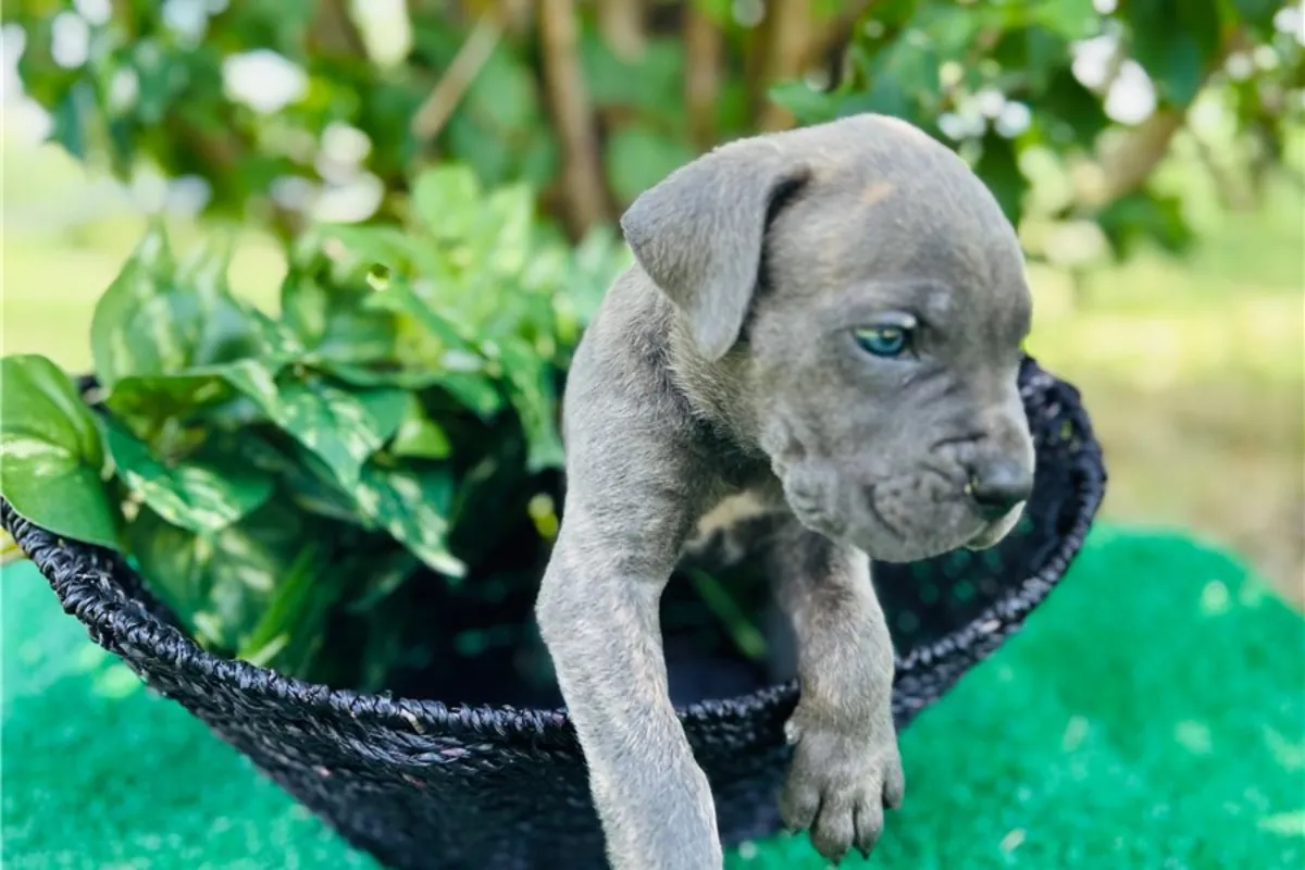 Cachorros de Cane Corso de pura raza.