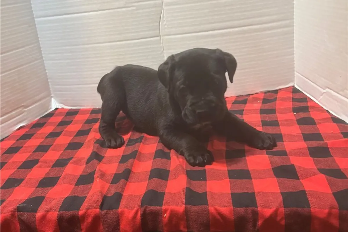 Cachorros de Cane Corso de pura raza.