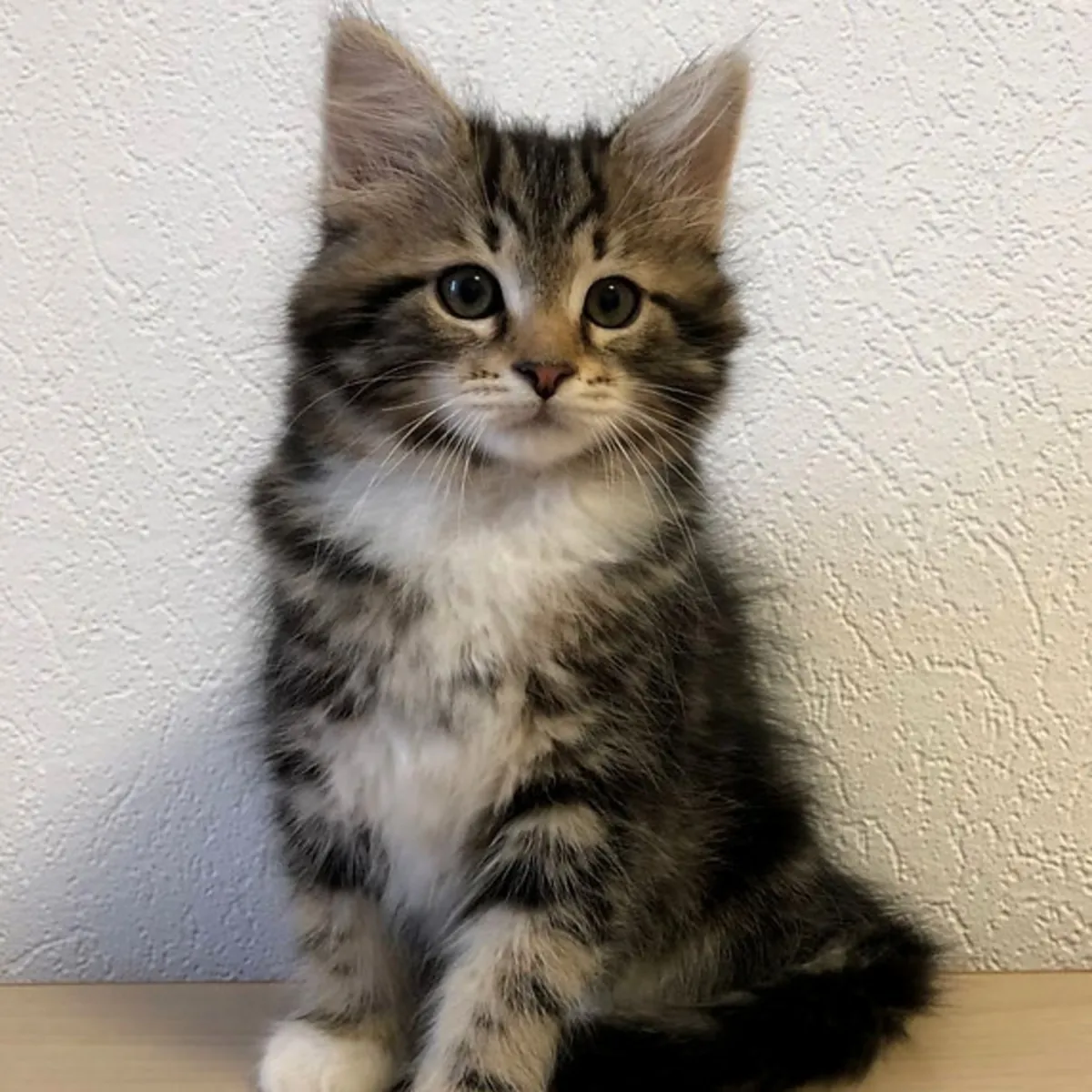 🏡 Siberian Bir Kediye Sonsuza Dek Bir Yuva Verin 🐾