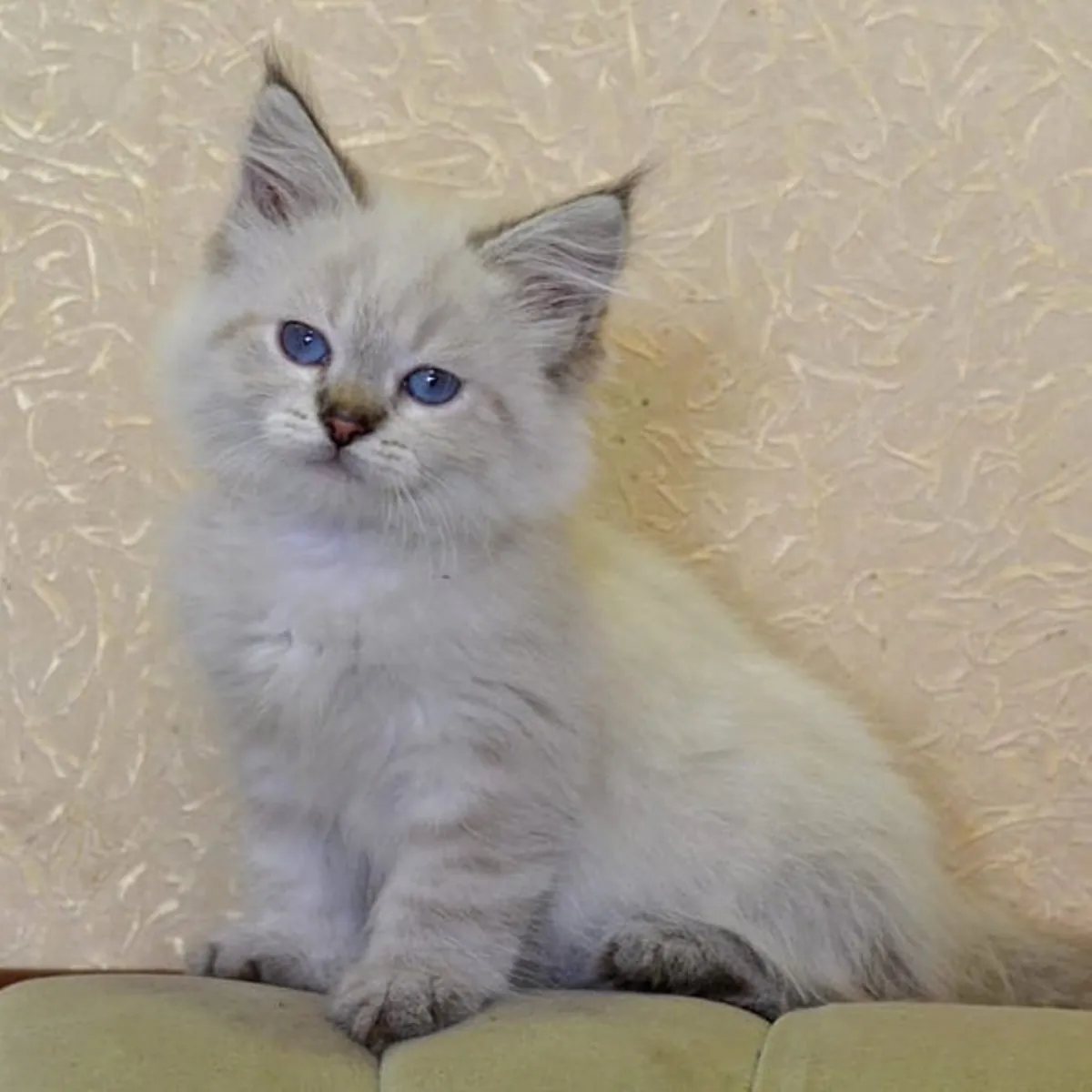 🏡 Siberian Bir Kediye Sonsuza Dek Bir Yuva Verin 🐾