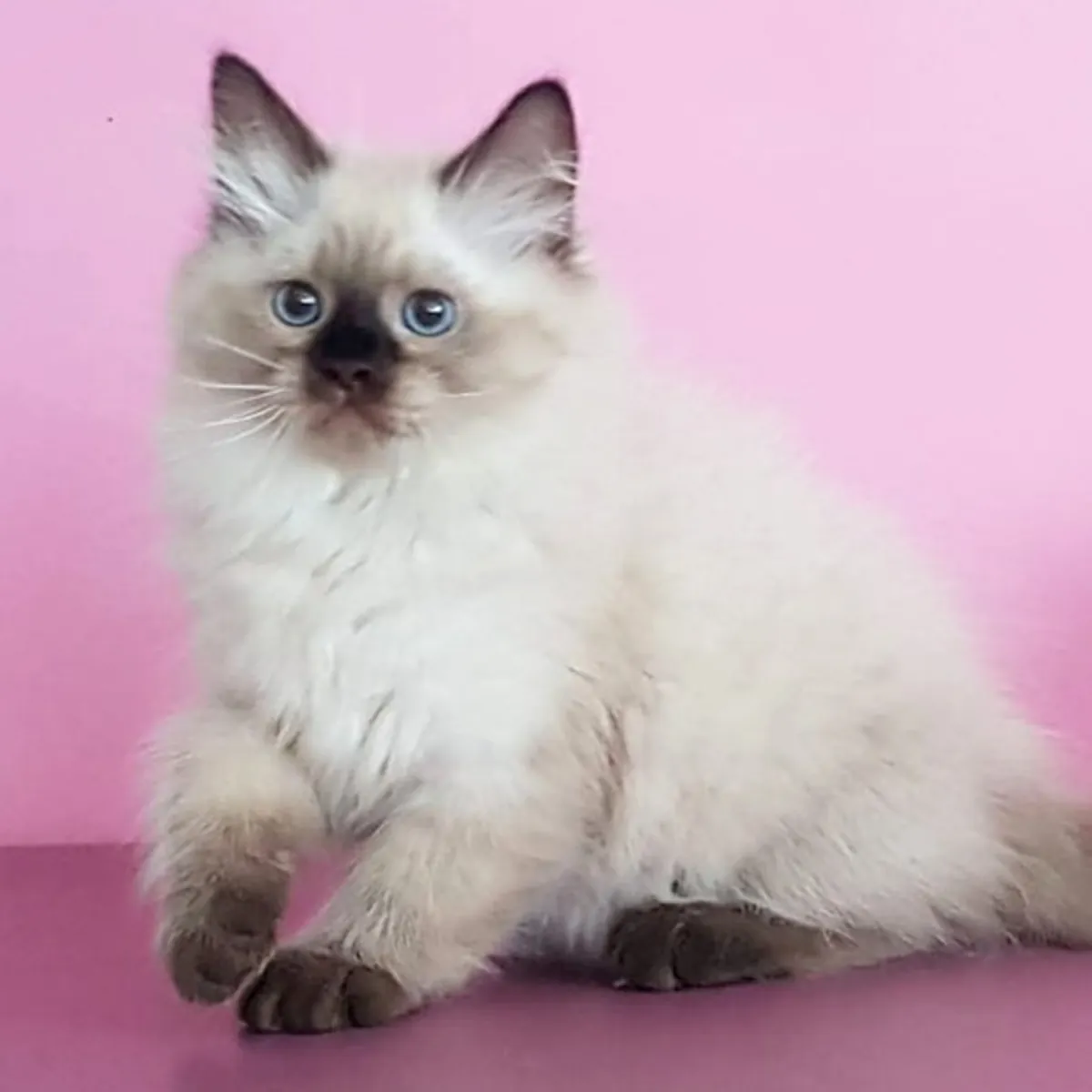🐱 Познакомьтесь с вашим новым сибирским другом!