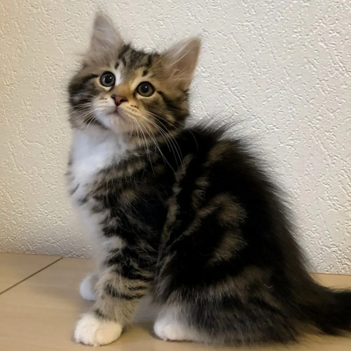 🐱 Познакомьтесь с вашим новым сибирским другом!