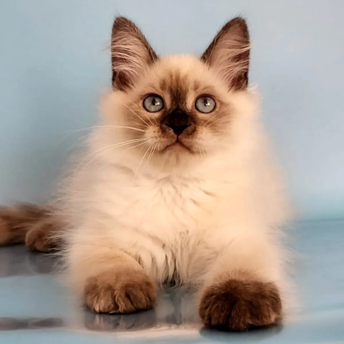 🐱 Познакомьтесь с вашим новым сибирским другом!