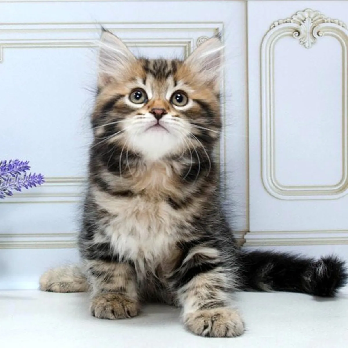 🐾 ¡Gatitos Siberianos Buscan Hogares Llenos de Amor! 🐾