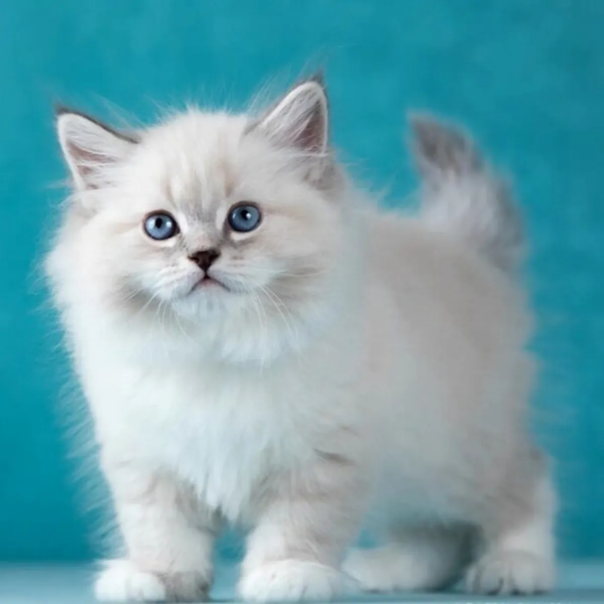 🐾 ¡Gatitos Siberianos Buscan Hogares Llenos de Amor! 🐾