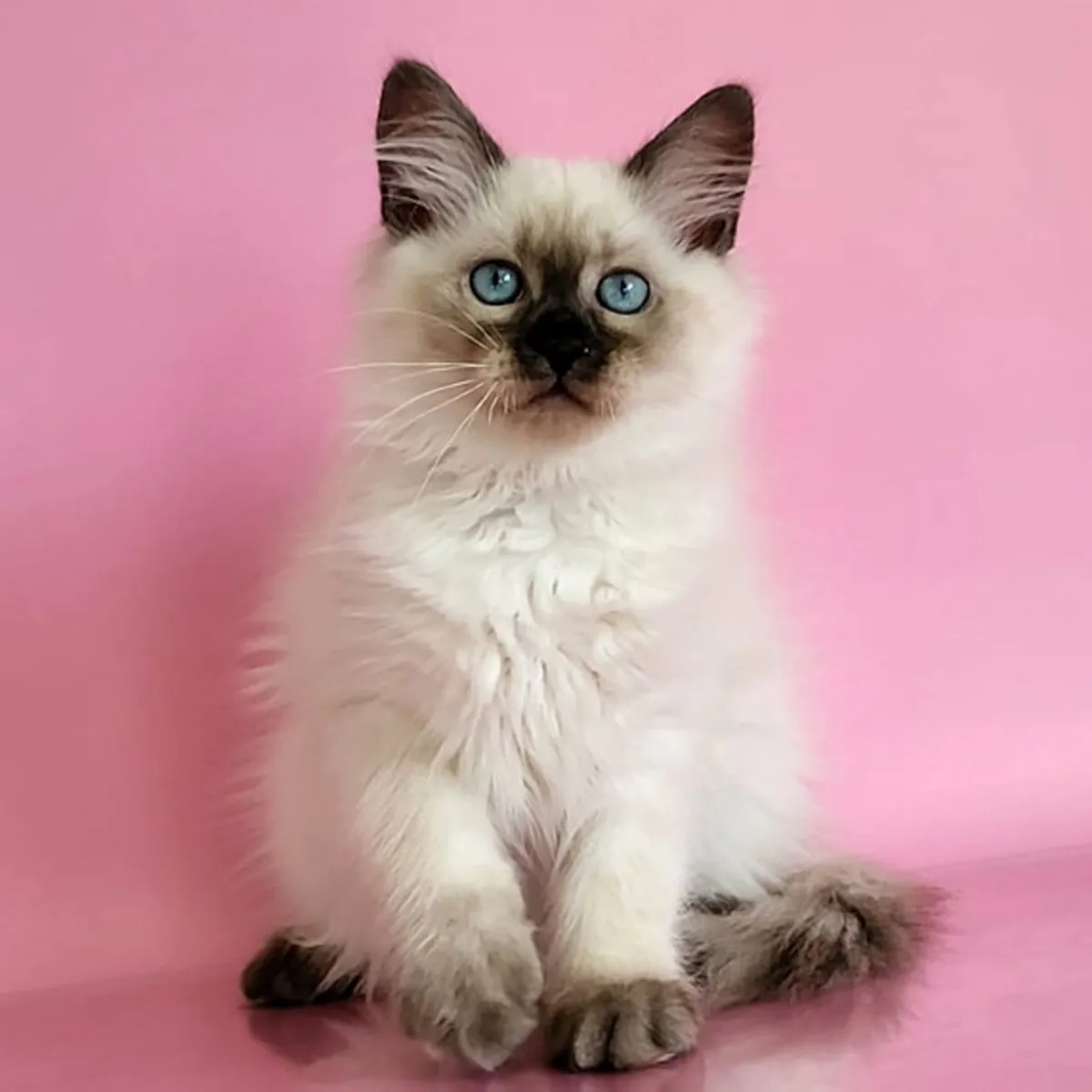 🐾 ¡Gatitos Siberianos Buscan Hogares Llenos de Amor! 🐾
