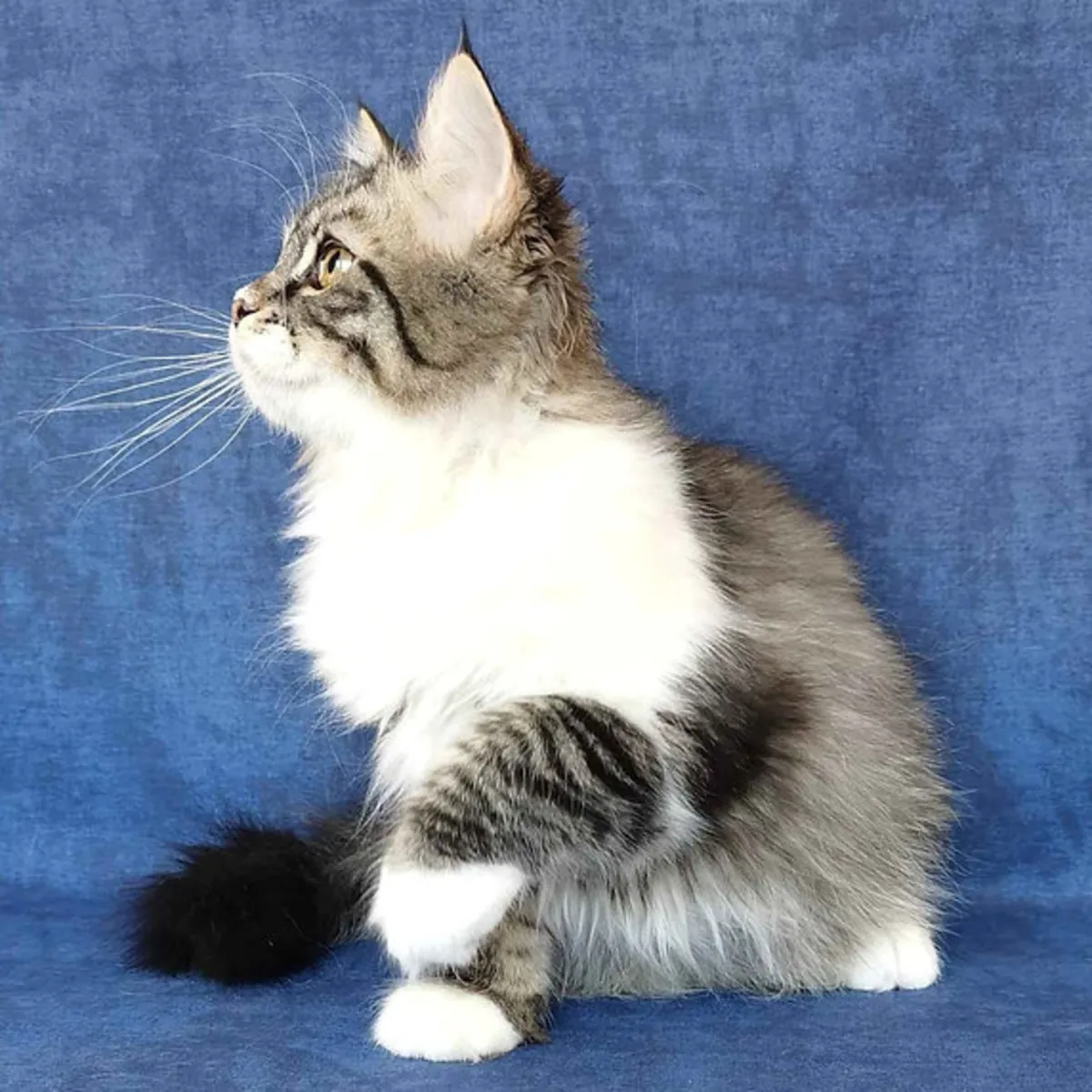 🐾 ¡Gatitos Siberianos Buscan Hogares Llenos de Amor! 🐾