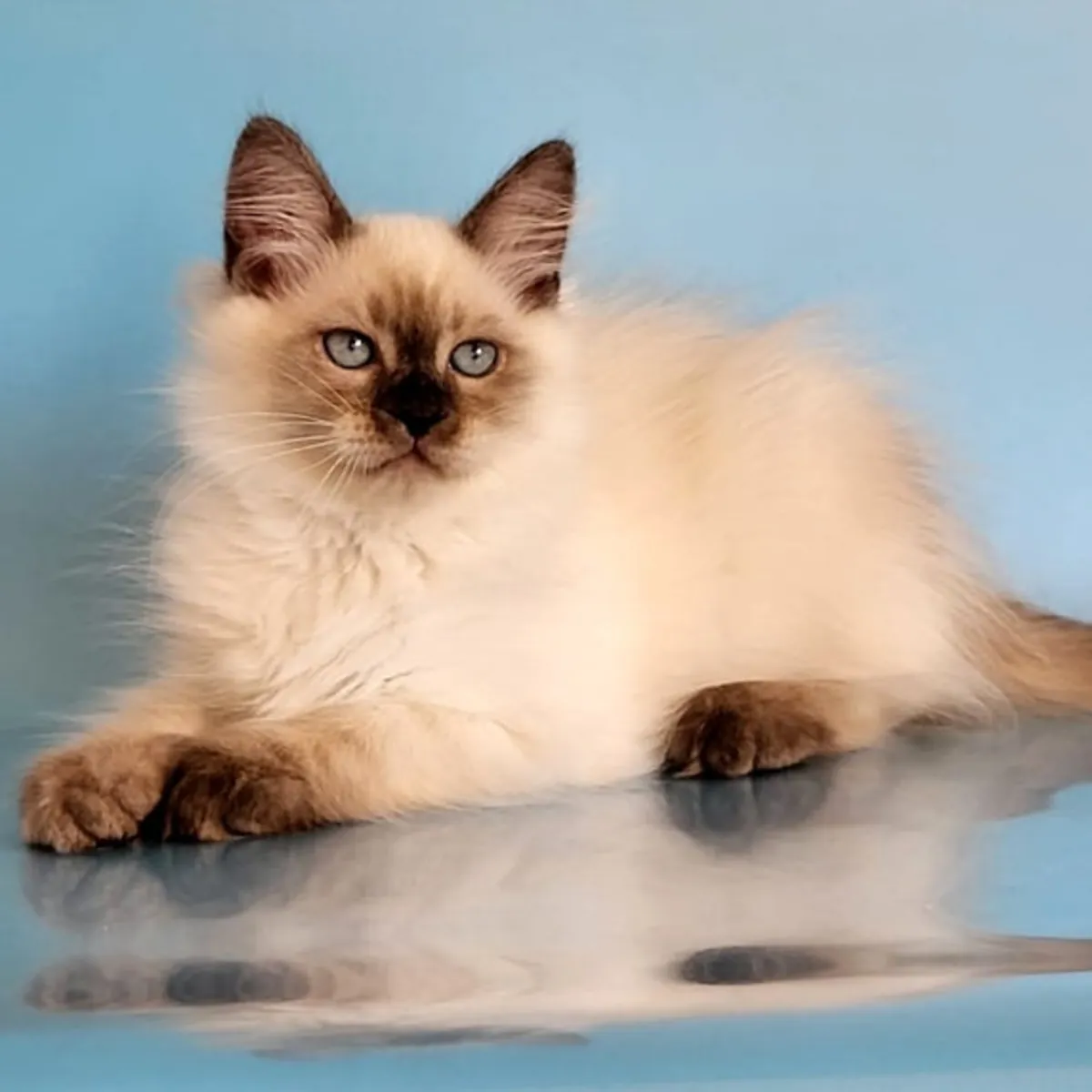 🐾 ¡Gatitos Siberianos Buscan Hogares Llenos de Amor! 🐾