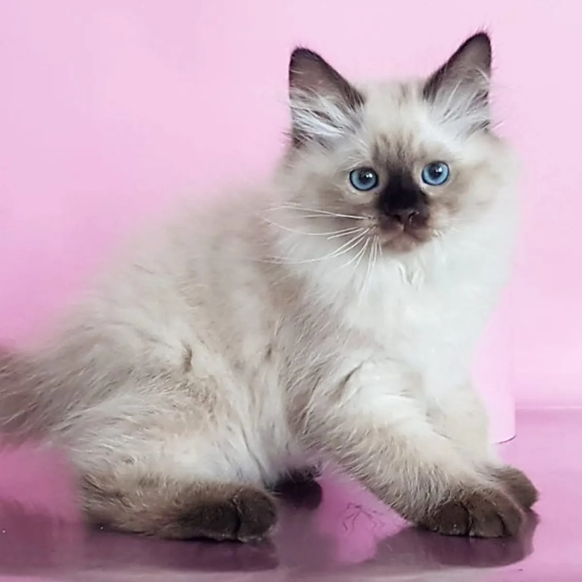 🐾 ¡Gatitos Siberianos Buscan Hogares Llenos de Amor! 🐾