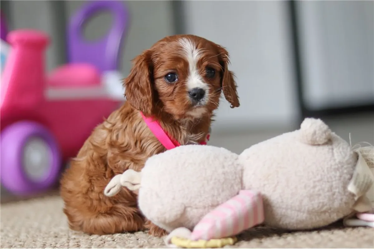 纯种骑士查尔斯王犬幼犬。