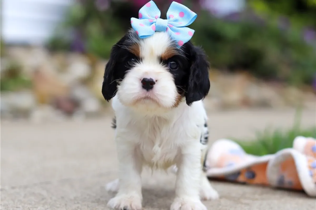 纯种骑士查尔斯王犬幼犬。