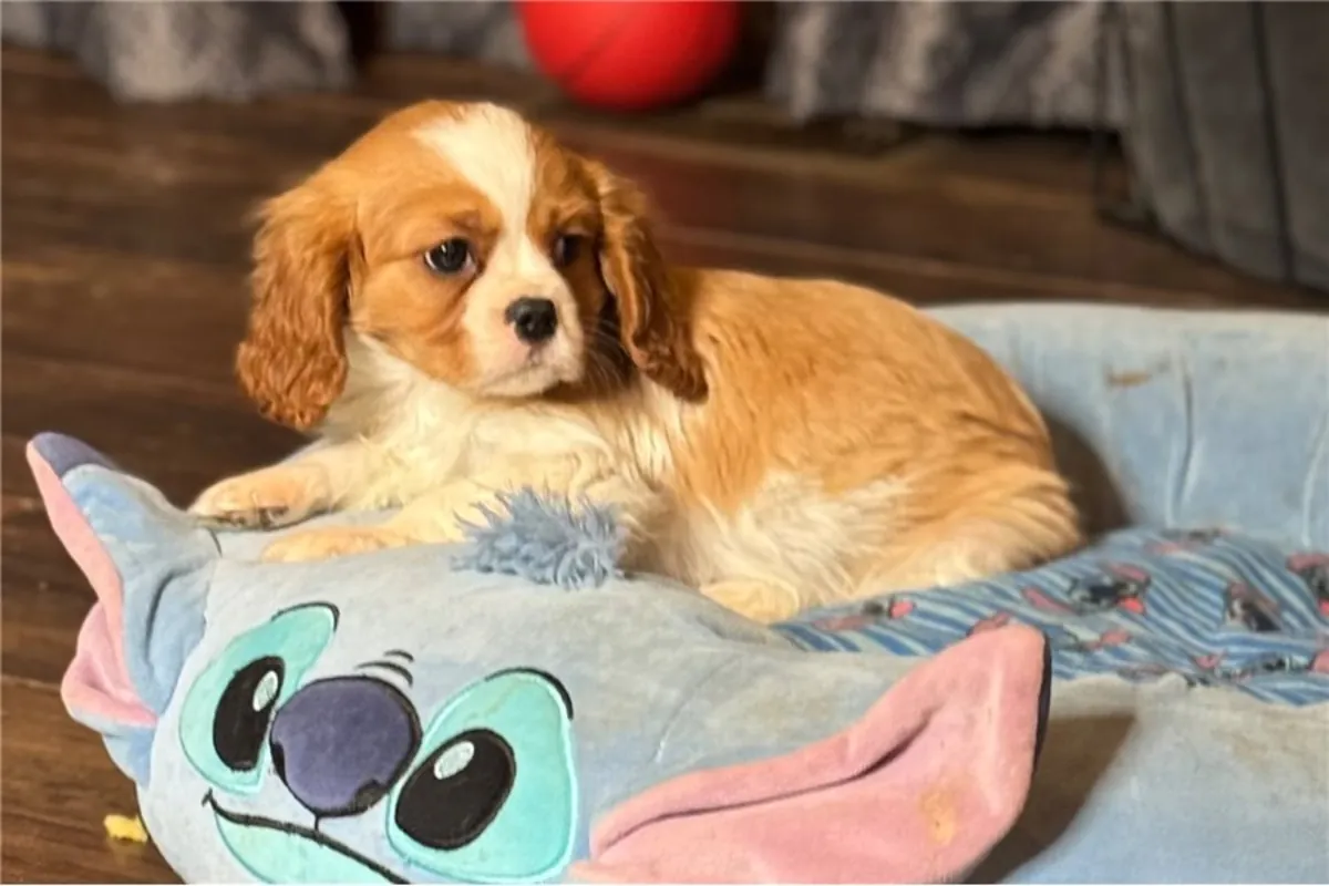 纯种骑士查尔斯王犬幼犬。