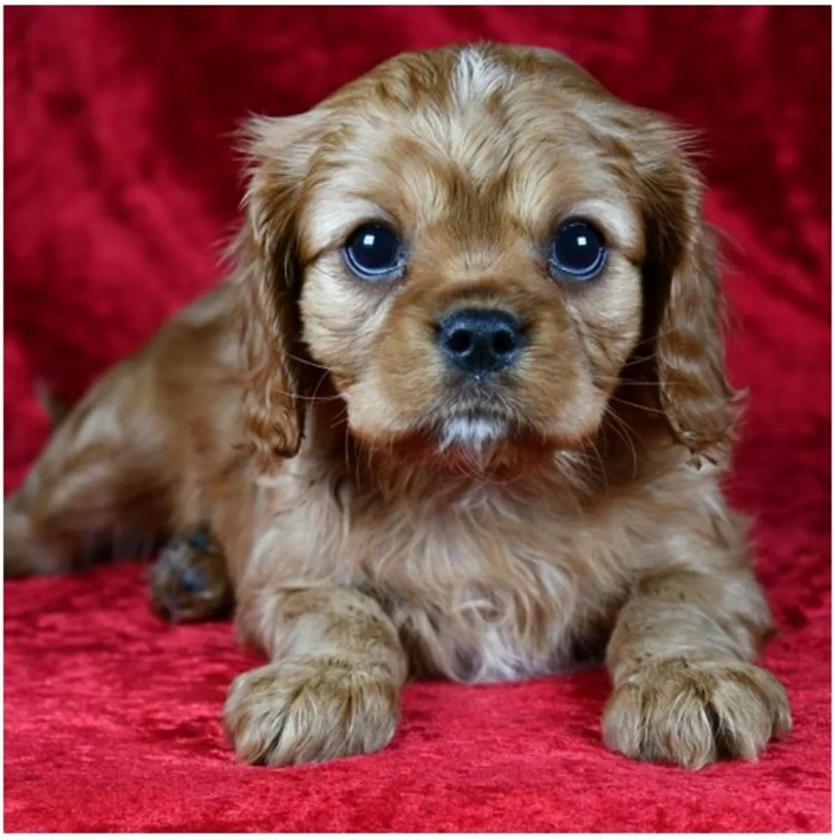 Cachorros de Cavalier King Charles Spaniel de pura raza masculino y femenino.