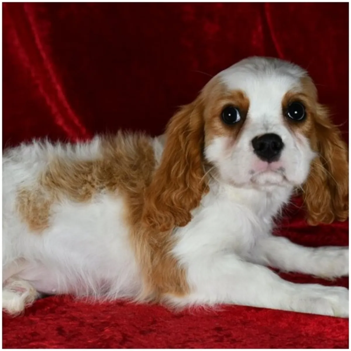 Cachorros de Cavalier King Charles Spaniel de pura raza masculino y femenino.
